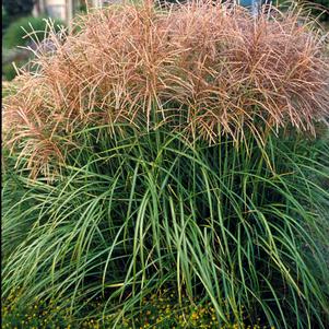 Miscanthus sinesus 'Huron Sunrise'