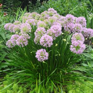 Allium tanguticum 'Summer Beauty'