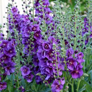 Verbascum 'Plum Smokey'