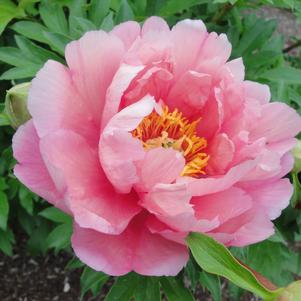 Peony ITOH 'Pink Double Dandy'