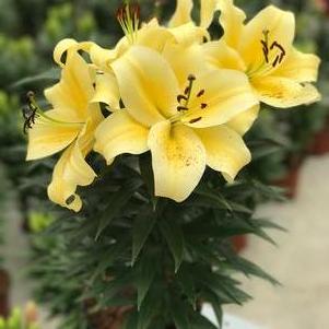 Lilium - Oriental Pot Lily Looks™ 'Sunny Bliss'