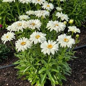 Leucanthemum superbum 'Make My Daisy™ Crazy'