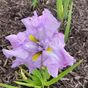 Iris ensata 'Dinner Plate™ Tub Tim Grob'