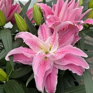 Lilium - Oriental Lily Double Flowering 'Roselily™ Azra'