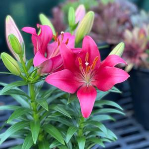Lilium - LA Hybrid Lily 'Summer Blush®:'