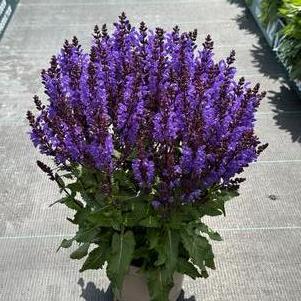 Salvia nemorosa 'Noble Knight'