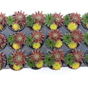 Sempervivum Chick Charms® 'Trio Honeycrisp Twist™'