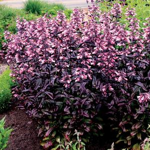 Penstemon digitalis 'DAKOTA™ Burgundy'