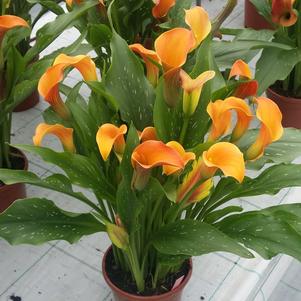 Calla 'Qatar®'