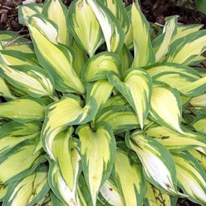 Hosta 'Moonstruck'