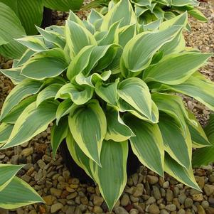 Hosta 'Wolverine'