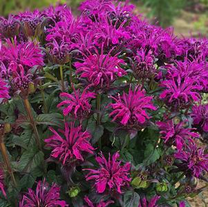 Monarda 'SUGAR BUZZ®; Rockin Raspberry'