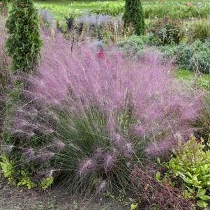 Muhlenbergia reverchonii 'Undaunted®'