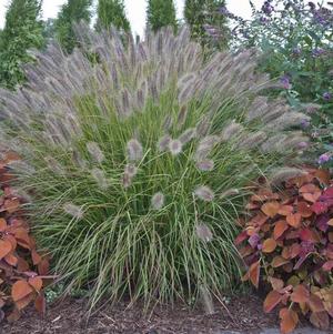 Pennisetum alopecuroides 'Desert Plains'