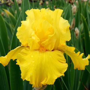 Iris germanica 'Pure as Gold'