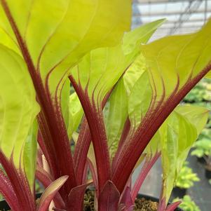 Hosta 'Lemon Snap'