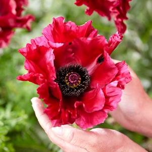 Papaver orientalis 'Red Rumble'