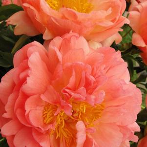 Peony 'Coral Sunset'