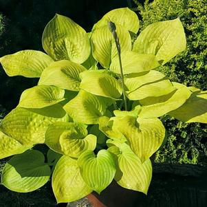 Hosta 'Glad Tidings'