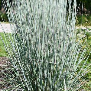 Schizachyrium scoparium 'Sandhill'