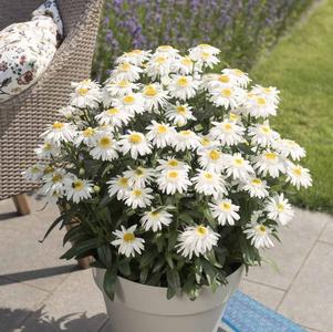 Leucanthemum maximum 'Sweet Daisy Birdy'