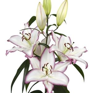 Lilium - Oriental Lily 'The Edge'