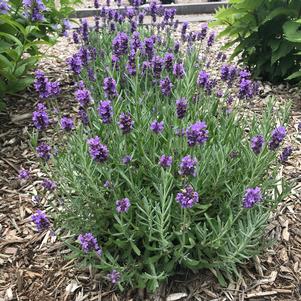 Lavandula angustifolia 'Annet'