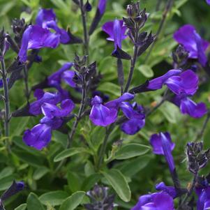 Salvia greggii 'Mirage™ Blue'