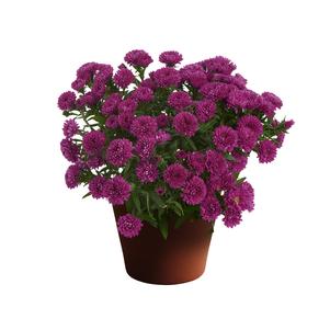 Aster novi-belgii 'Showmakers® Magenta'