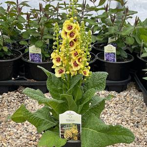 Verbascum 'Dark Eyes'