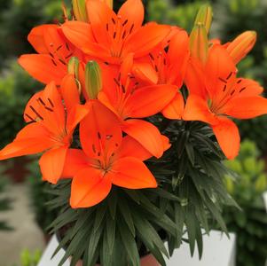 Lilium - Asiatic Pot Lily Looks™ 'Tiny Heroes'