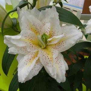 Lilium - Oriental Lily Double Flowering 'Roselily™ Sita'