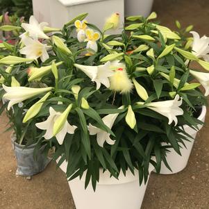 Lilium - Specialty Lily longiflorum 'Miracle'