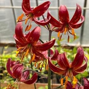 Lilium - Specialty Lily martagon 'Claude Shride'