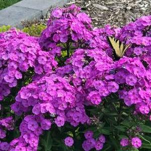 Phlox Medium Garden paniculata 'Super Ka-Pow™ Lavender'