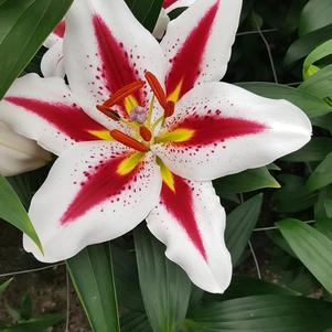 Lilium - Oriental Lily 'Big Smile'