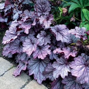 Heuchera 'Spellbound'