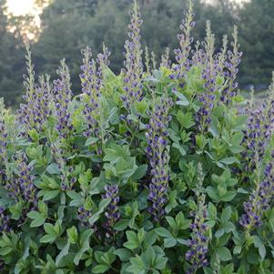 Baptisia australis 'Indigo Spires'