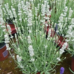 Lavandula angustifolia 'Big Time White'