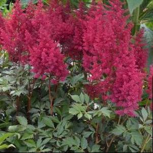 Astilbe japonica 'Go Go Red'