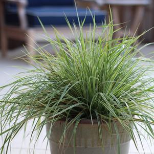 Calamagrostis acutiflora 'Hello Spring®'