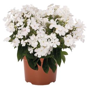 Phlox Dwarf Garden paniculata 'Flame® Pro White'