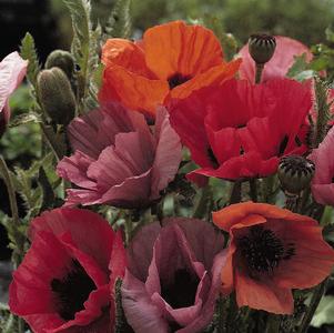 Papaver orientalis 'Fruit Punch'