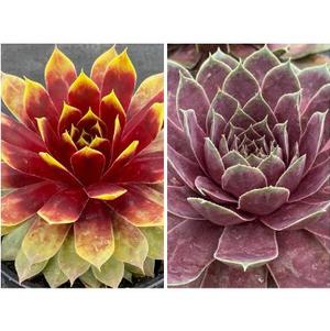 Sempervivum Chick Charms® 'Giants Collection A'