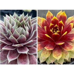 Sempervivum Chick Charms® 'Giants Collection B'