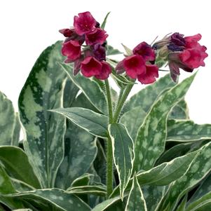 Pulmonaria 'Raspberry Frost'