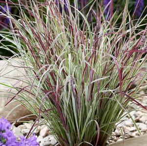 Schizachyrium scoparium 'Chameleon'