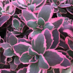 Sedum SunSparkler® Series 'Dream Dazzler'