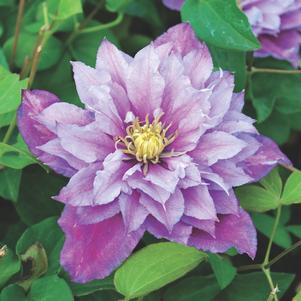 Clematis 'Piilu'