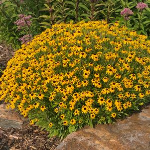 Rudbeckia x 'American Gold Rush'